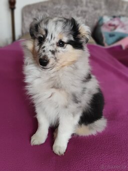 Šeltie - sheltie fenka s PP