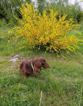 Do dobrých rukou daruji čokoládového dlouhosrstého jezevčíka