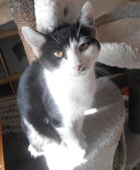 Mazlivý, klidnější 5,5měsíční černobílý kocourek Body