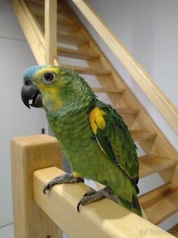 Amazoňan modročelý