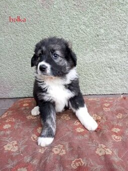 X kavkazský pastevecký pes