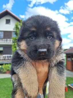 Německý ovčák - štěňata s PP