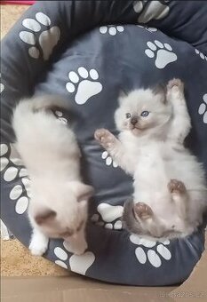 Kotátka Ragdoll bez PP