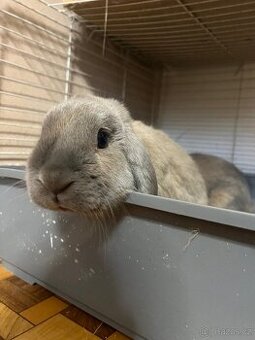 2 zakrslí králíčci- samec a samice