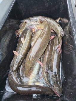 Štika, lín, hrouzek, plotice