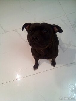 Stafordšírský bulteriér bez pp