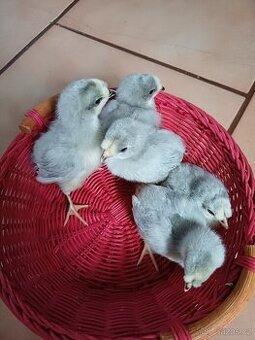 Prodám kuřátka araukany levandulovy - 1