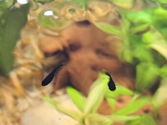 Black molly a Pavi ocka