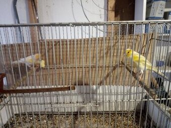 Prodám kanáry.
