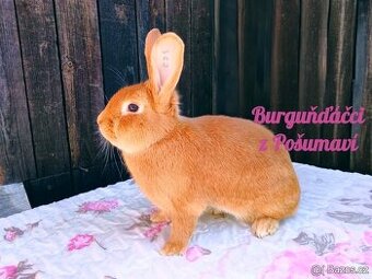 BURGUNDSKÝ králík s PP - SAMEČEK jd1 ⭐️⭐️⭐️