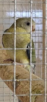 Papoušek zpěvavý - samička