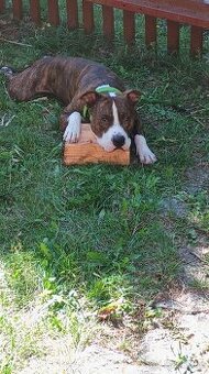 Hledám pronájem dům či chata