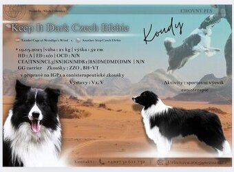 Pes border kolie ke krytí