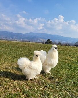 Násadová vejce Hedvábnička USA