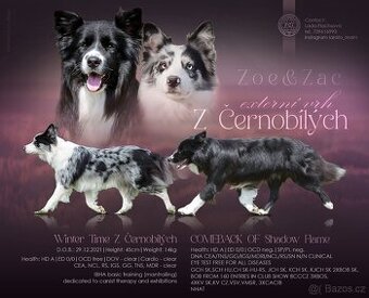 Štěňátka border kolie