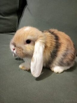 Zakrslý beránek králíček