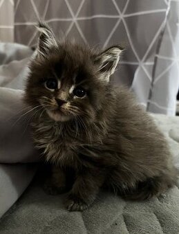 Mainská mývalí kočička