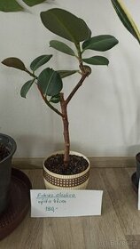 Rostlina Ficus / Fikus Elastica