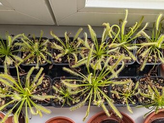 Rosnatka kapská, Drosera capensis