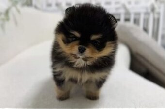 Pomeriana Boo