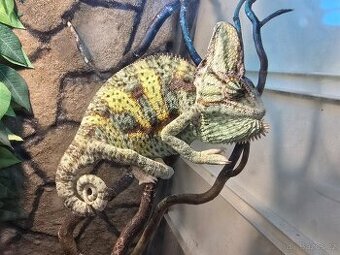 Chameleon jemenský