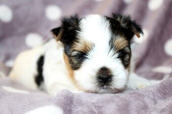 Biewer terrier s FCI