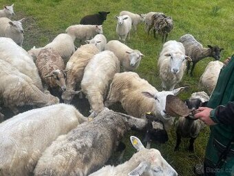 Prodám stádo ovcí chovný beran Texel + 13 ovcí texel-suffol