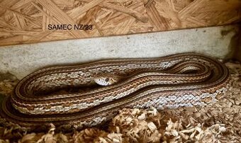 Užovka červená tessera het scaleless