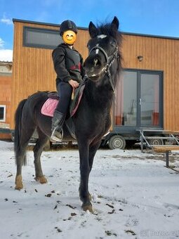 Pony valach