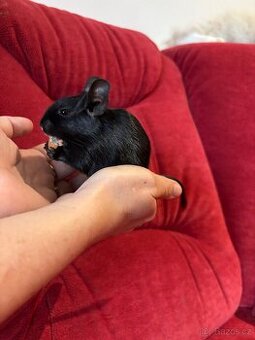 Osmák degu - 1