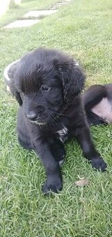 Štěně Labrador černý pejsci