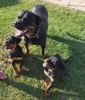 Šteniatka Rottweilera,Rotvajler s PP na predaj 🐾