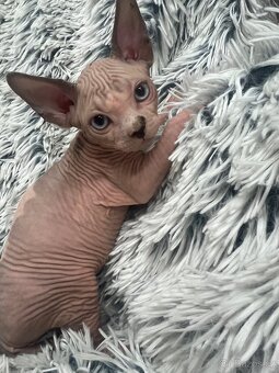 Kanadský sphynx