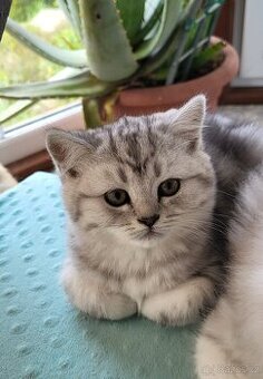 Britská koťátka WHISKAS