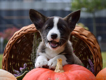 Welsh Corgi Cardigan