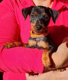 Trpasličí pinč - štěňata s PP (Zwergpincher) - 1