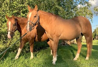 Nabízím docházku ke koním - 1