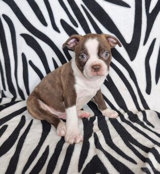 Bostonský teriér , Boston Terrier  psik s PP