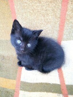 Daruji černé kotě