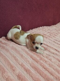 ČIVAVA KRÁTKOSRSTÁ MINI FENEČKA - 1