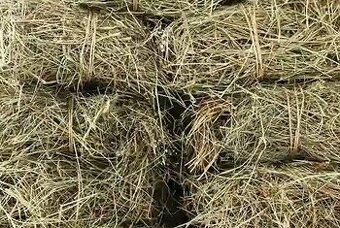 Seno v pytlich pro morčata a králíky