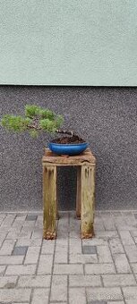 Bonsai, bonsaj,jalovec v misce