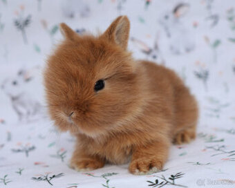 Zakrslí krátkouchý králíčci lvíčci , samička a sameček