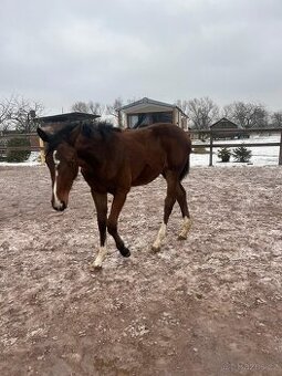 Prodám klisnu ČT - 1