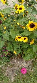 Slunečnice okrasná