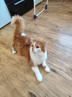 Daruji kočku a kocoura (ca 1 rok obě)