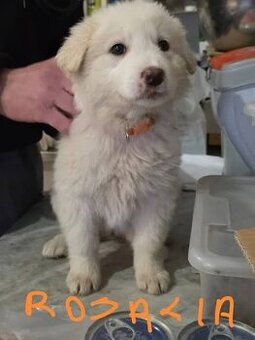 Zlatý retrívr x bordó kolie