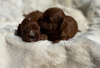 Cavapoo red - 1