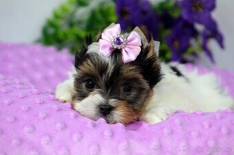 biewer yorkshire terrier s PP