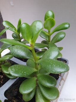 Tlustice vejčitá (Crassula ovata)